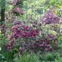 Rhododendron Impressionen am roten Bach
